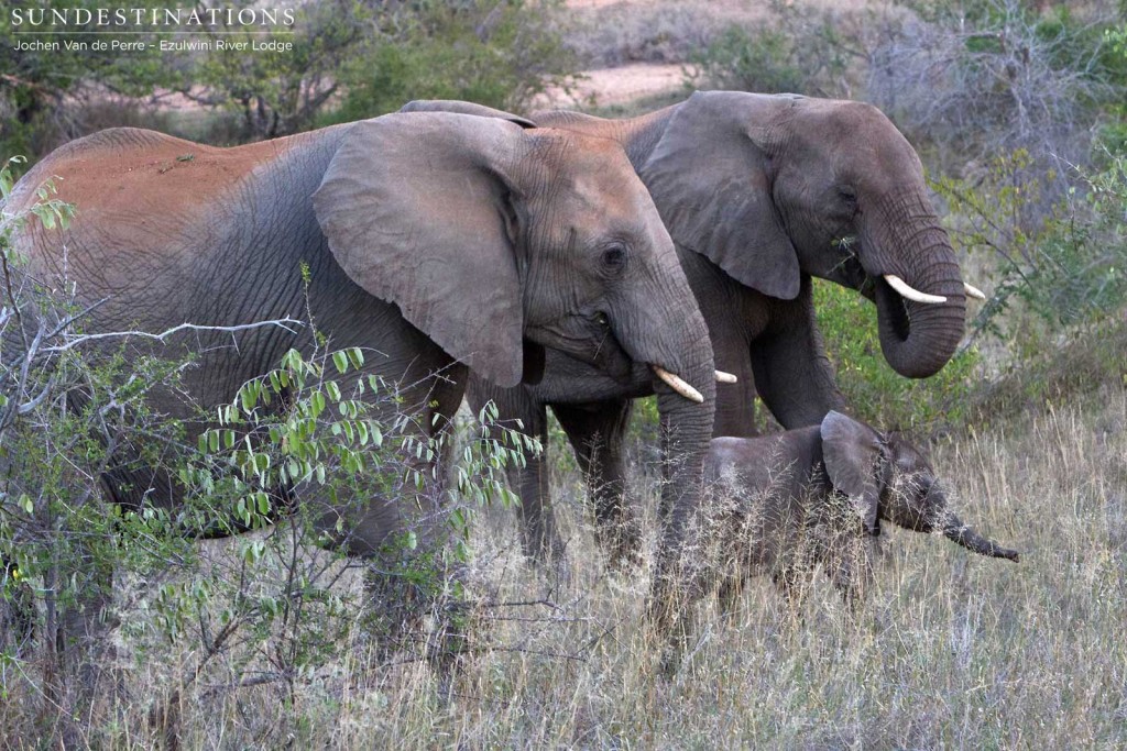 Elephant breeding herd