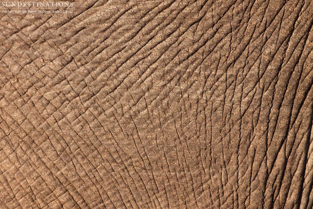 Elephant hide