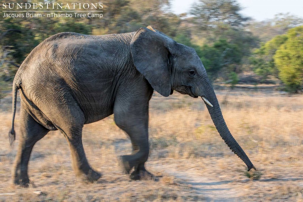 Elephant on the run