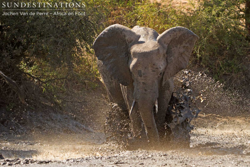 Elephant splashing in the mud