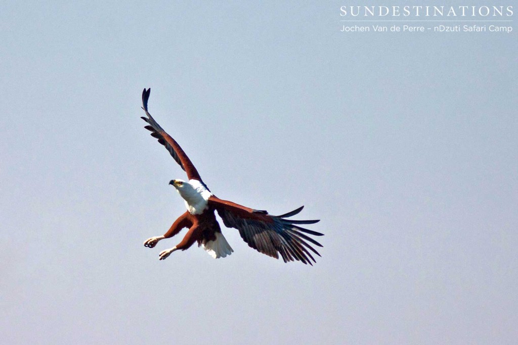 African fish eagle in flight