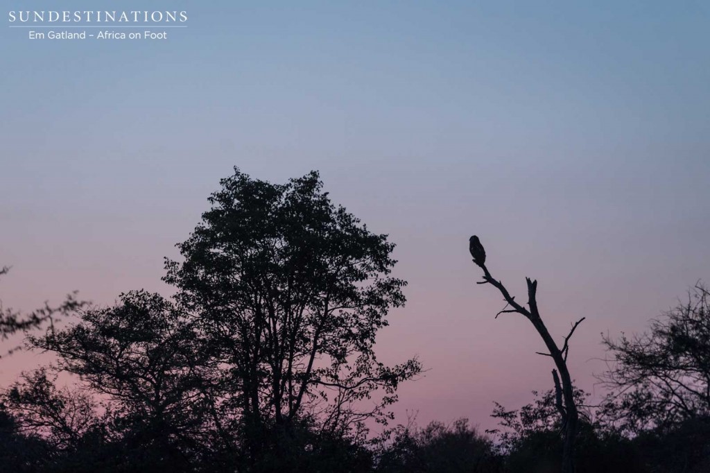 Giant eagle owl at dusk