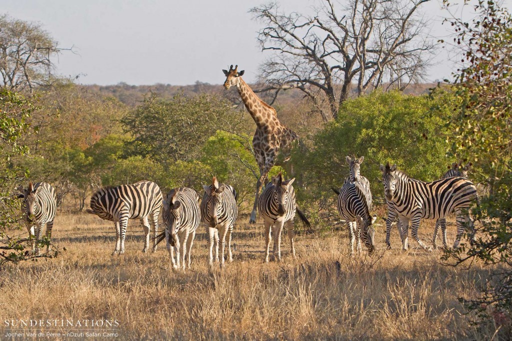 Giraffe and zebra