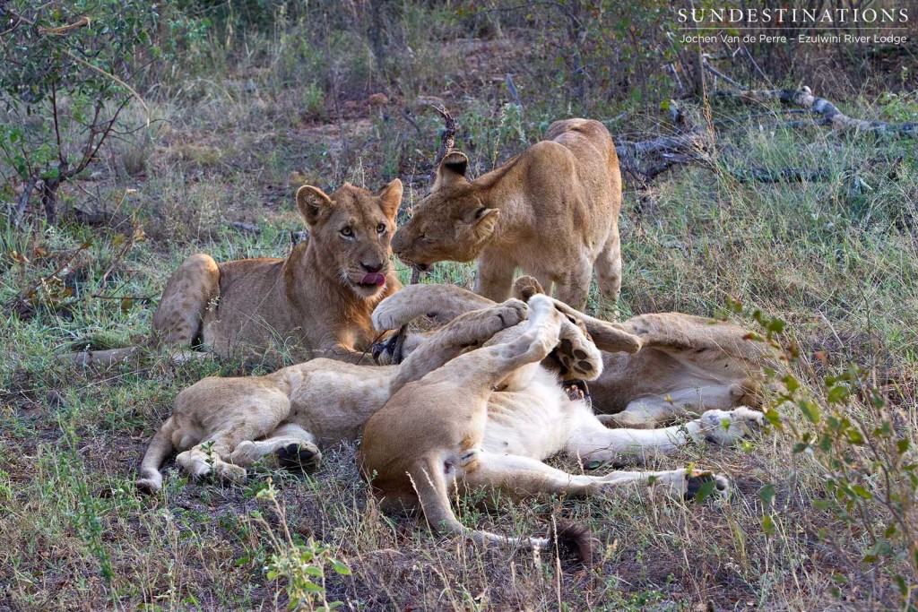 Olifants West lions playing around