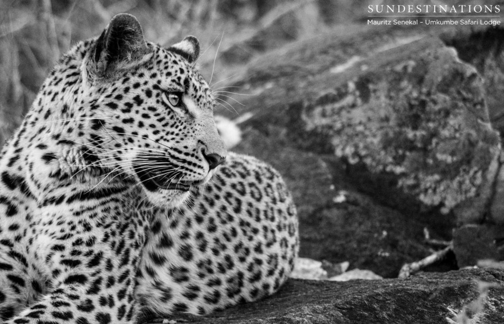 Female cub of Little Bush