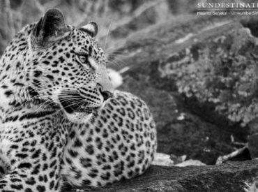 It’s been an undeniably awesome week in the Greater Kruger region, which makes this edition of the Week in Pictures particularly difficult. Such a small collection of images to represent such a dynamite week on safari just doesn’t seem fair, but each event has been documented in much greater detail on our Facebook pages, which […]