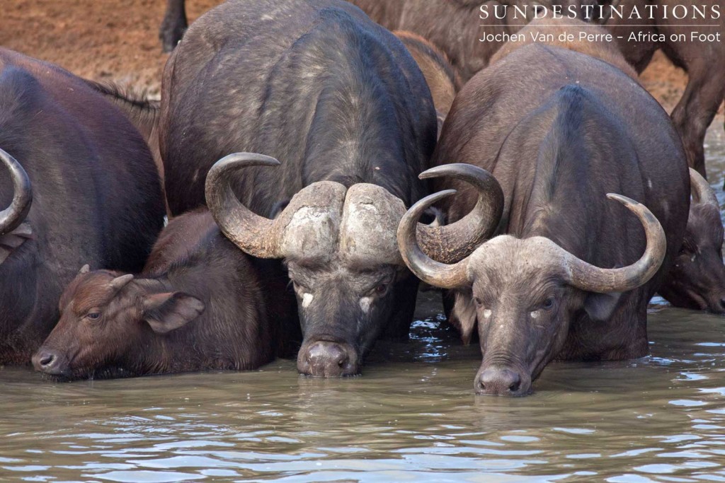 Male, female, and calf