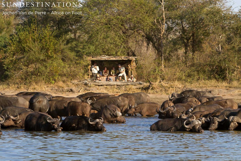 Guests looking on from the hide