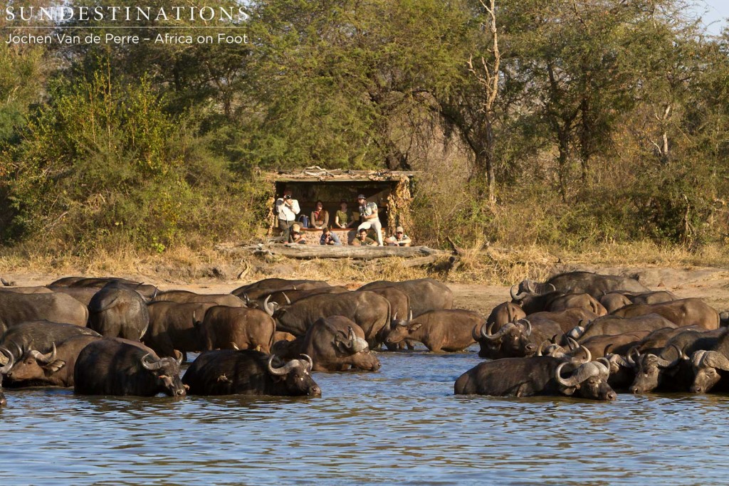 Guests looking on from the hide