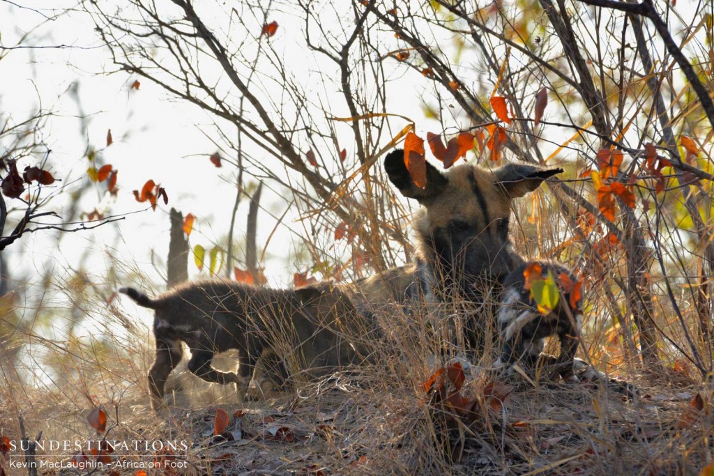 Mother feeding pups