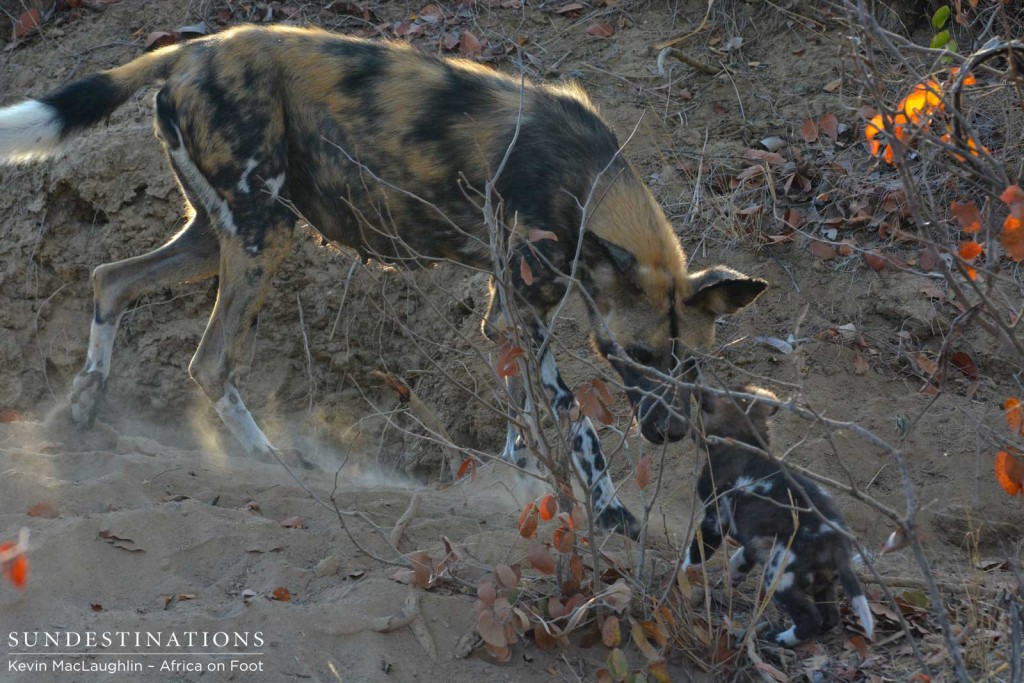 Mom interacting with pups