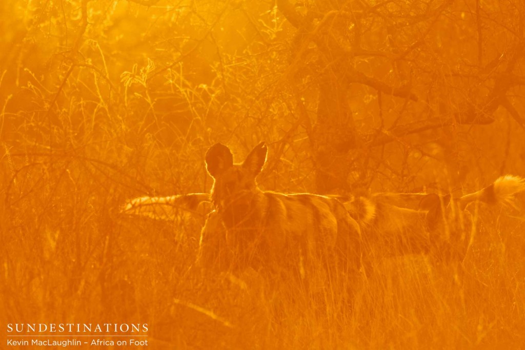 Morning sun rays on the wild dogs
