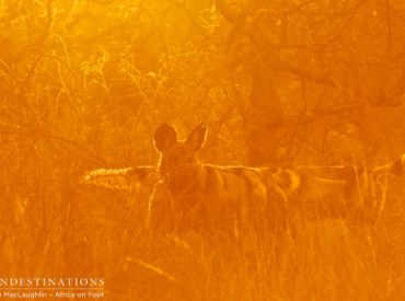 This was one of those ‘right place, right time’ mornings here in the bush, and although we are in an unfenced camp at Africa on Foot, we couldn’t have expected what happened in the lounge before the sun rose this morning… A confused and exhausted impala found its way into the living area under Africa […]