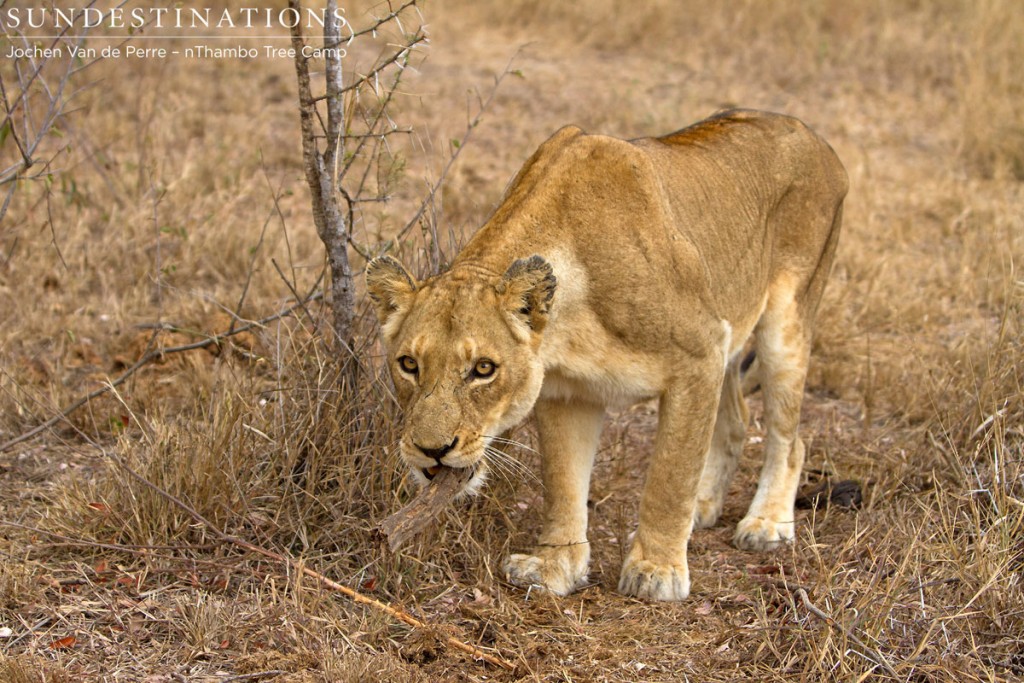 Ross pride lioness