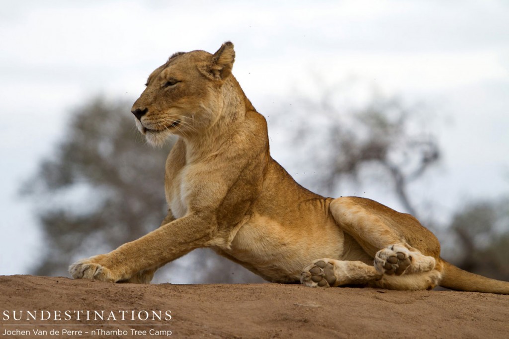 Stretching Lioness