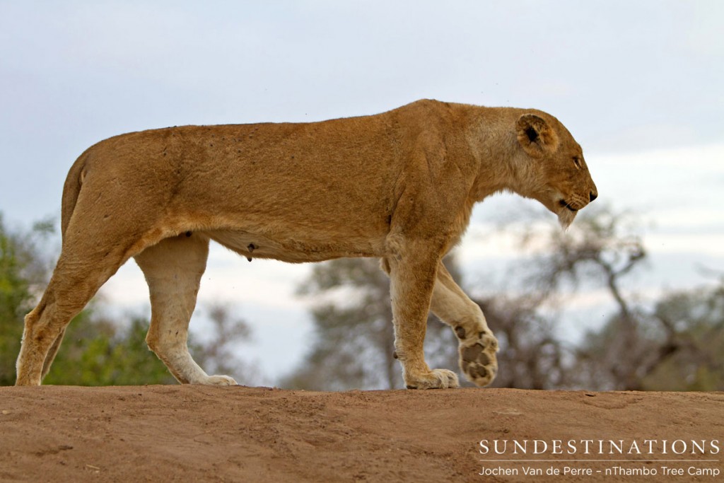 Lioness of Klaserie