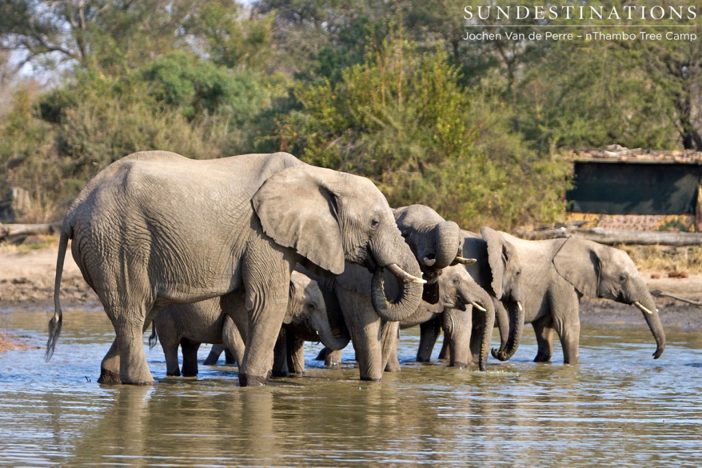 Elephant Herds