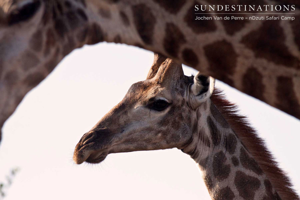 Giraffe at nDzuti