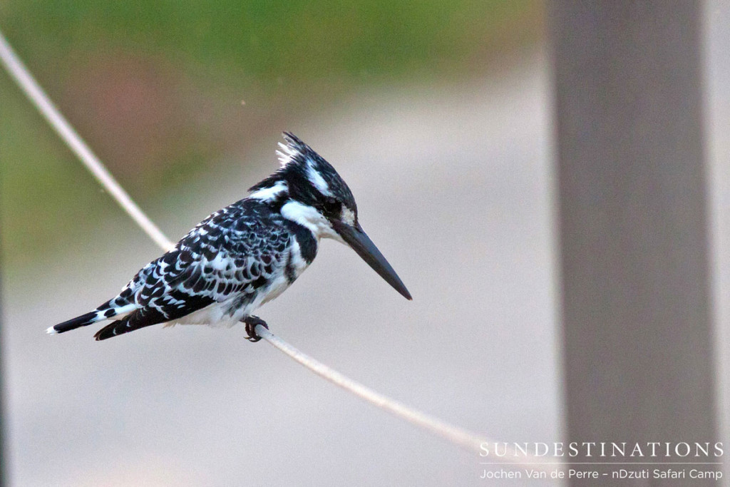 Pied Kingfisher