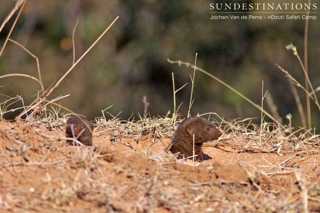 Dwarf Mongoose