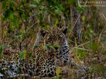 Ok, so ‘favourite’ might be a bit biased, because with all the leopards loping in and out of the Umkumbe traverse, there are bound to be other ‘favourites’. But the Notten’s female has been around for such a long time and she exudes confidence and elegance like no other cat does, so it is safe […]