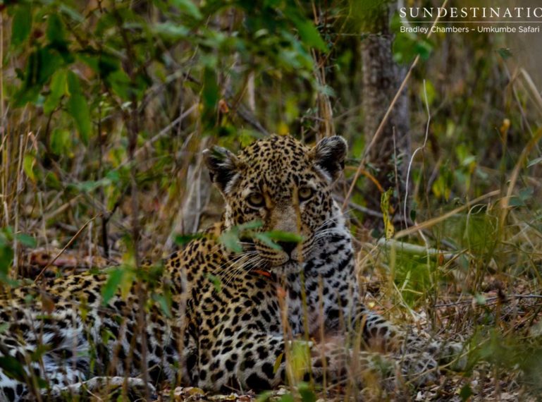 Umkumbe’s favourite leopard on a kill