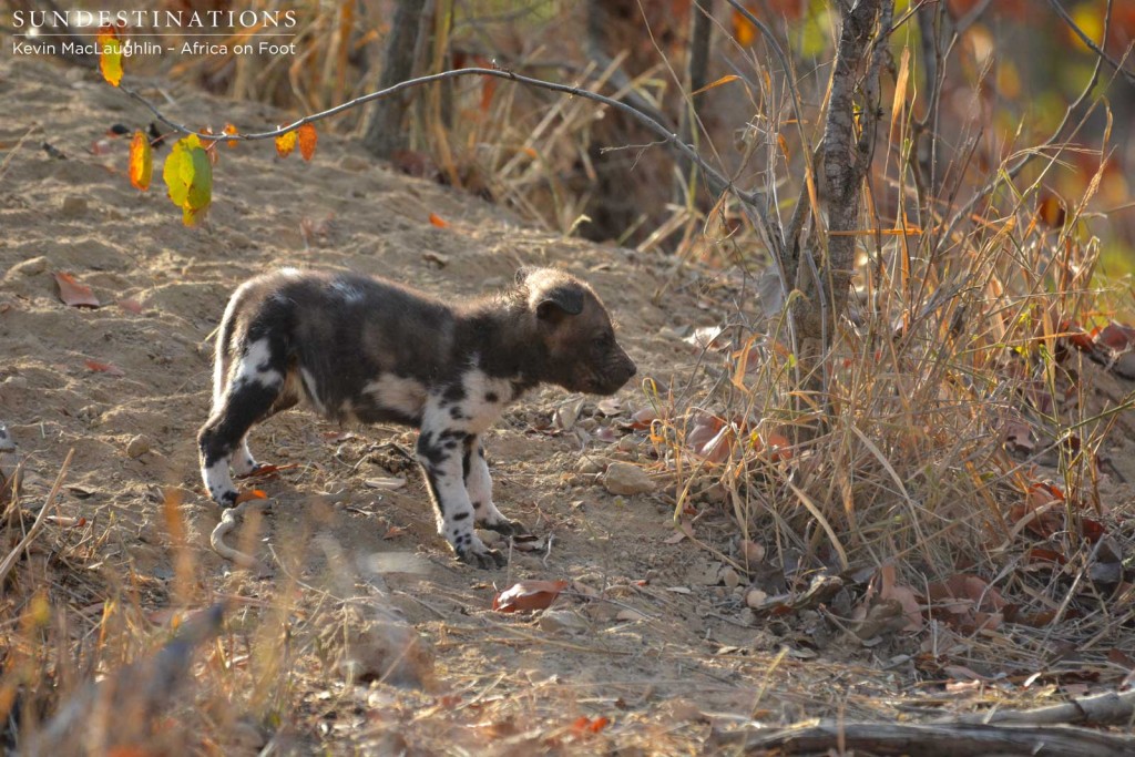 Pup outside the den