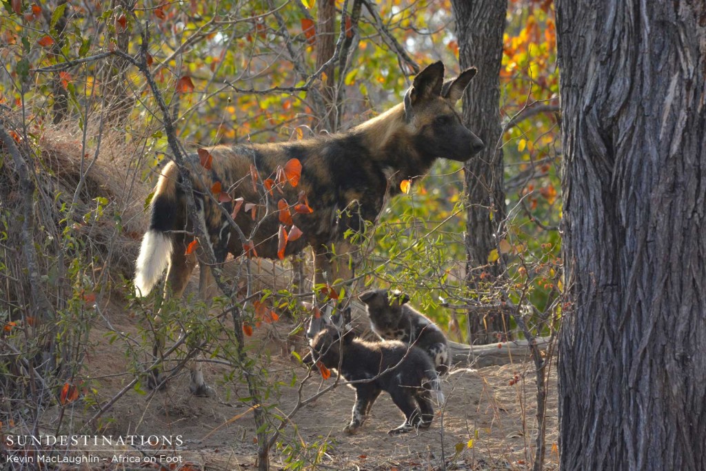 Mother wild dog leading her pups