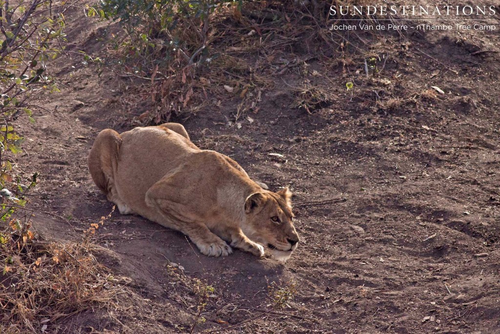 Ross lioness stalking