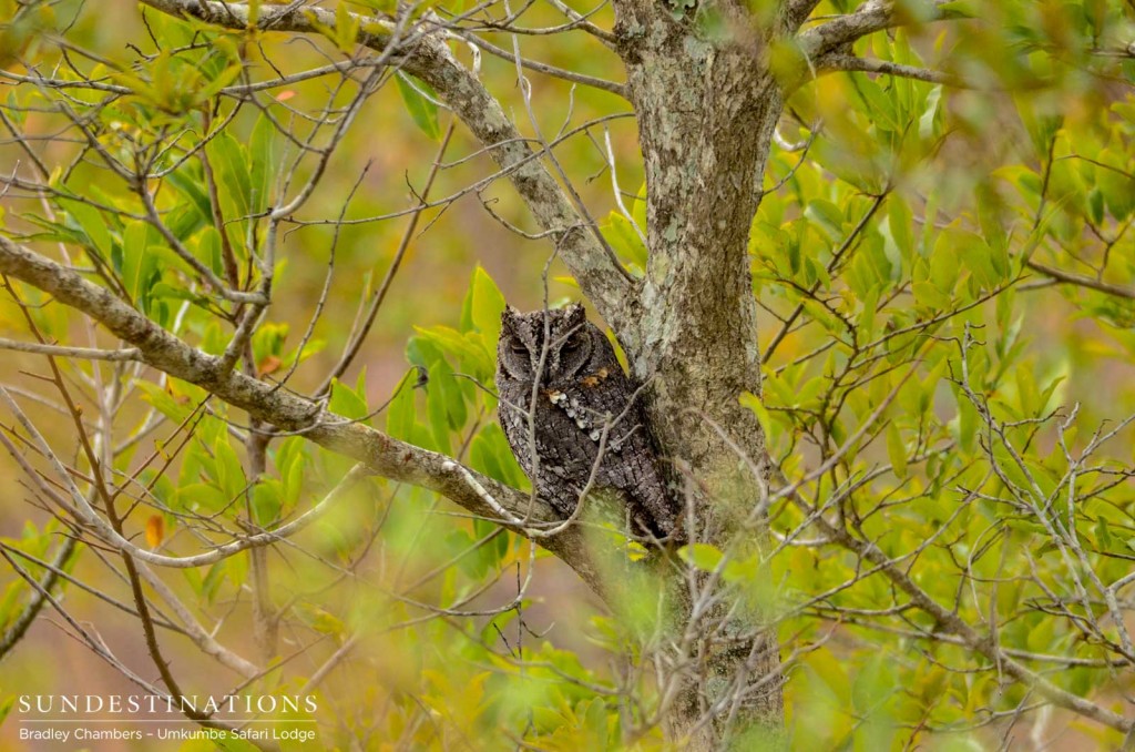 African scops owl