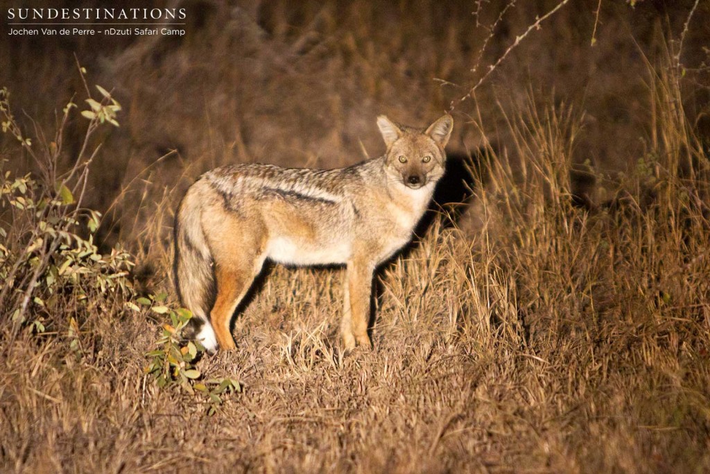 Side-striped jackal