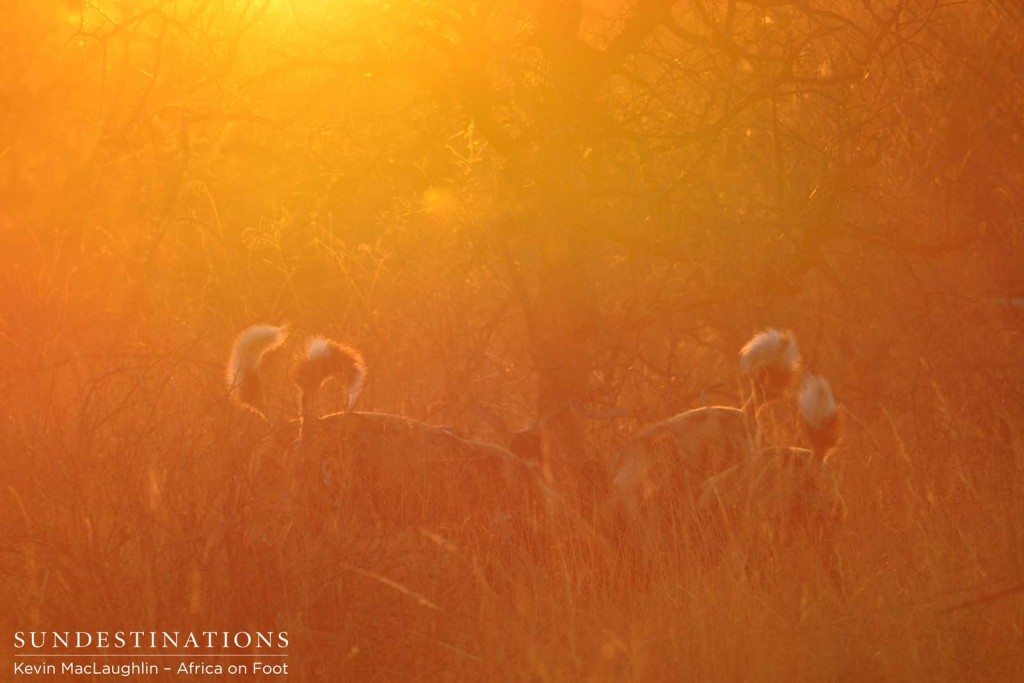 Tails up as wild dogs feed