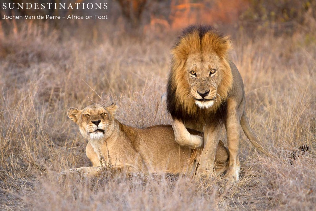 Trilogy male finishes a bout of mating