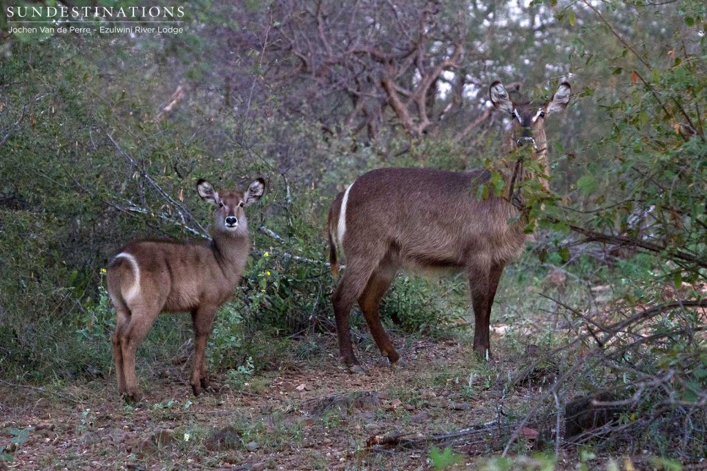 Waterbuck cow and calf