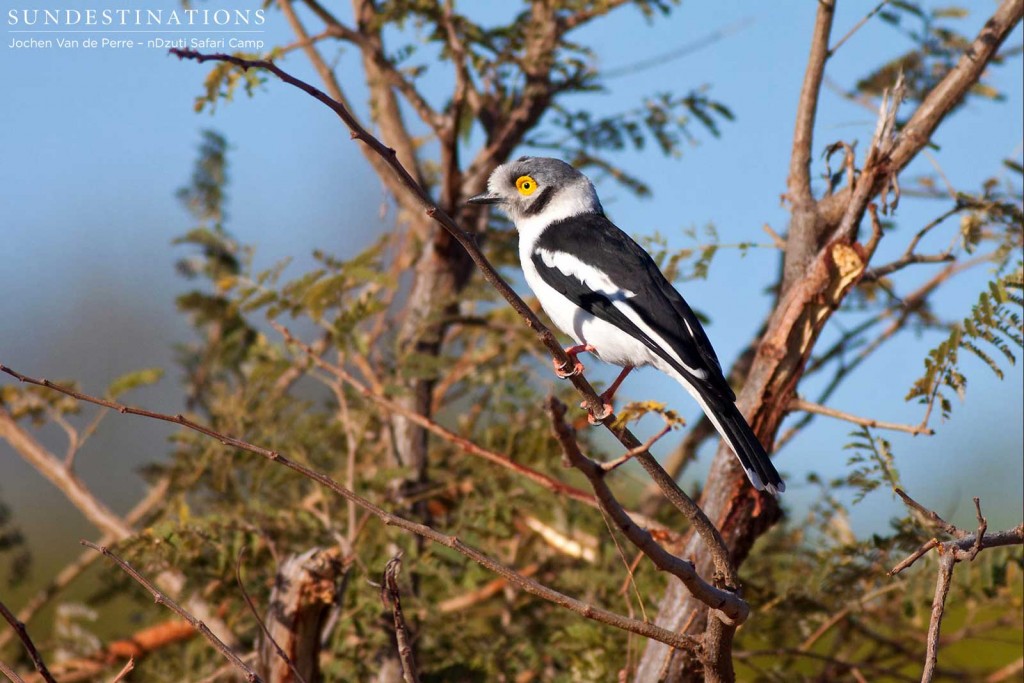 White-crested helmet shrike