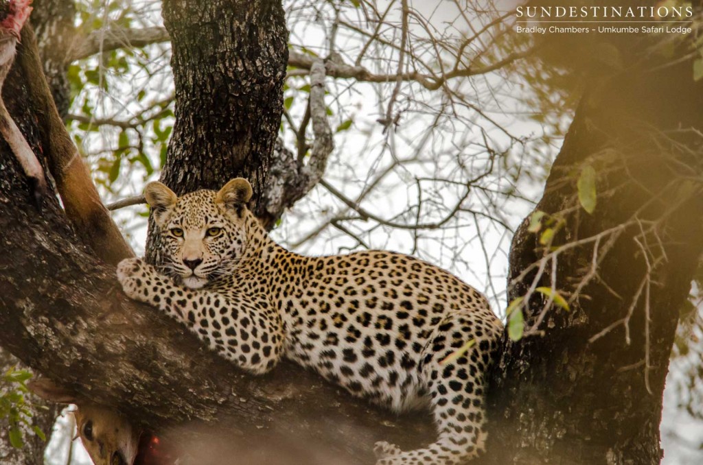 White dam cub in a tree with kill