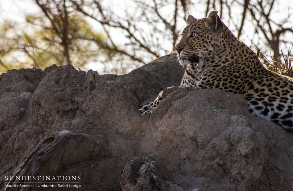 White Dam female leopard
