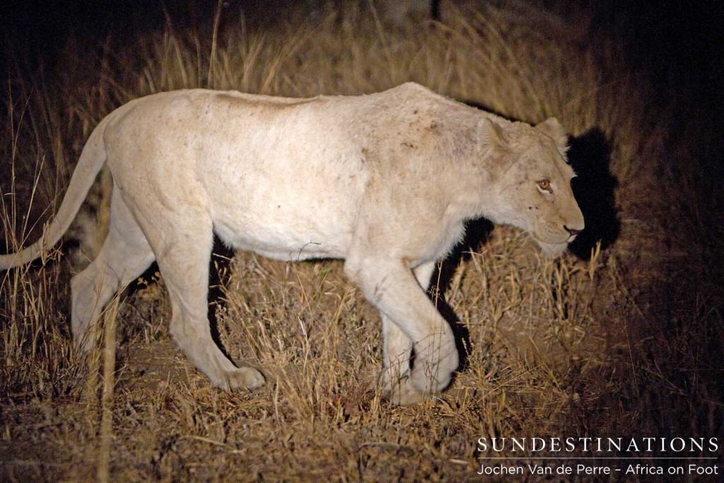 White lioness in Klaserie