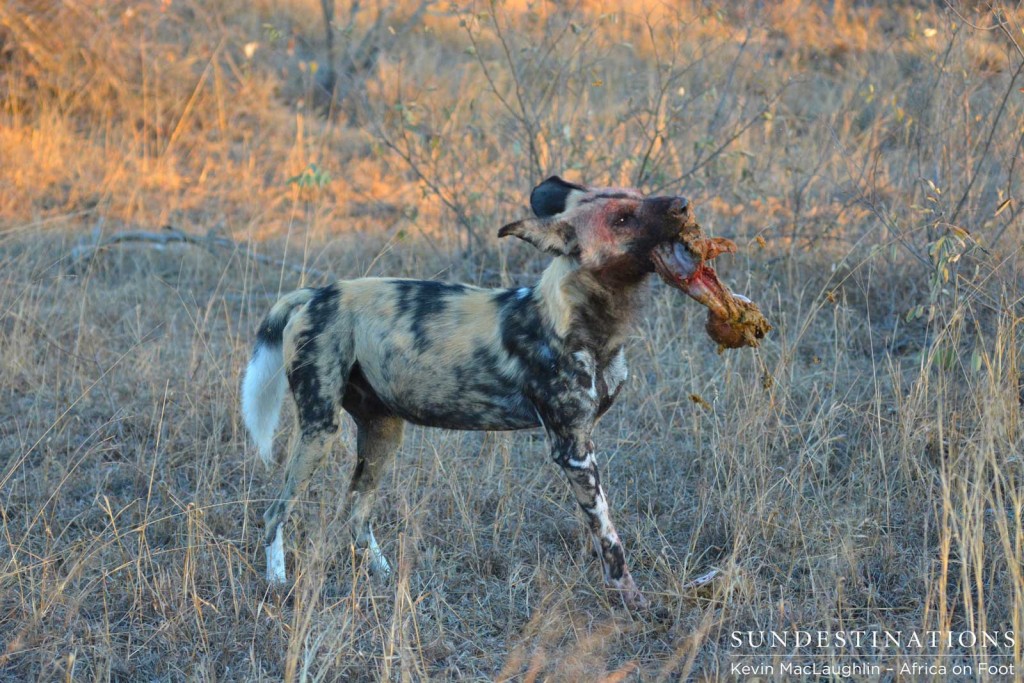 Wild dog demolishing the impala
