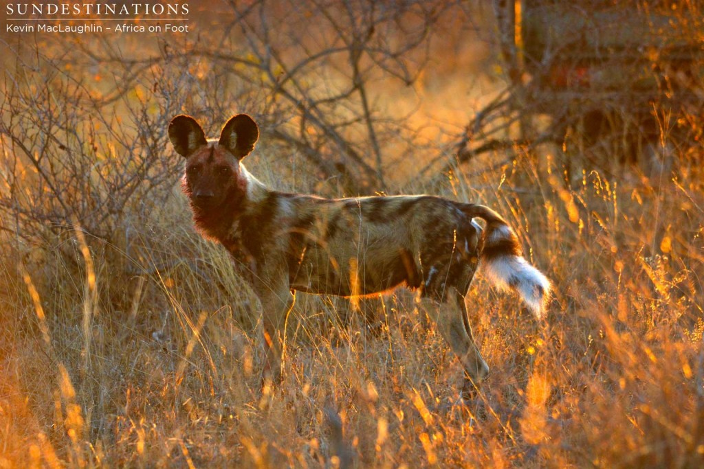 Wild dog in the sunlight