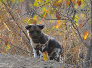 Something incredible has been reported from within the heart of the Klaserie Private Nature Reserve, and we are now considered some of the privileged few to have witnessed such an intimate act of the wild. Africa’s endangered painted dogs have settled in a den near Africa on Foot and nThambo Tree Camp, and the alpha […]