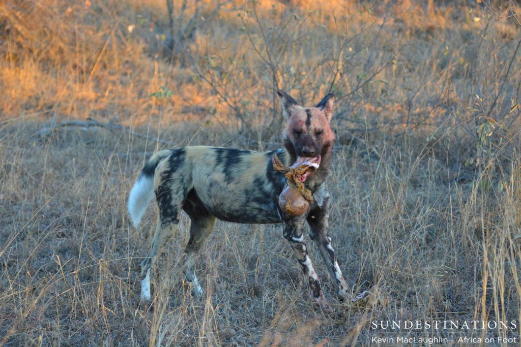 Wild dog feeding on impala guts