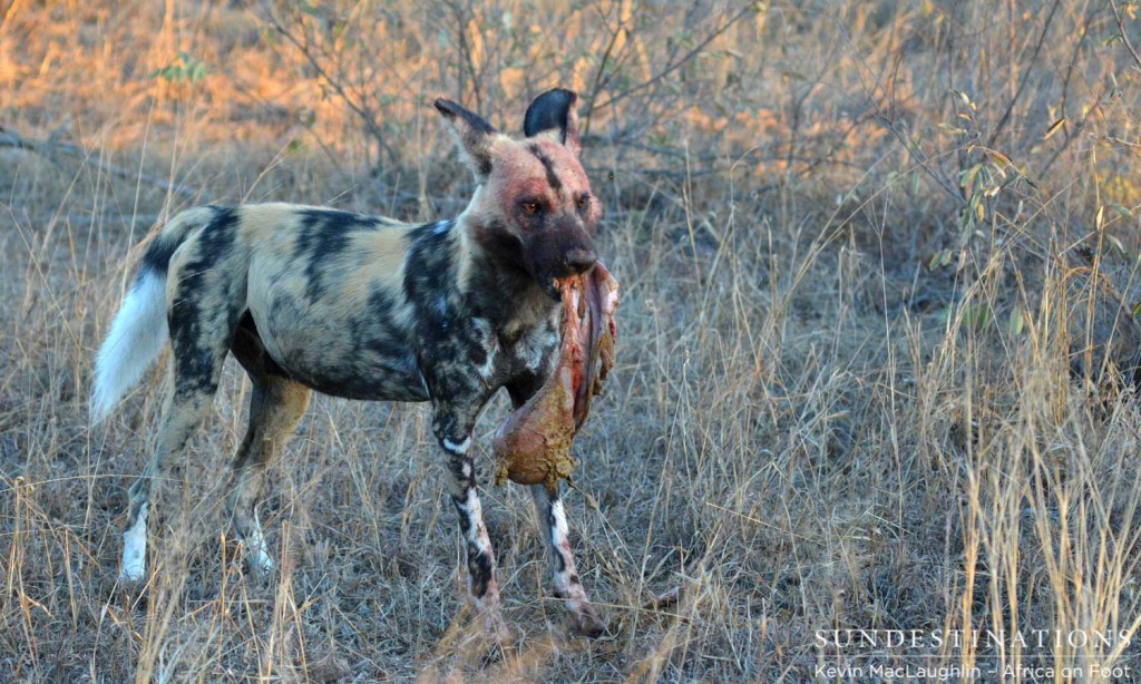 Wild dog with entrails