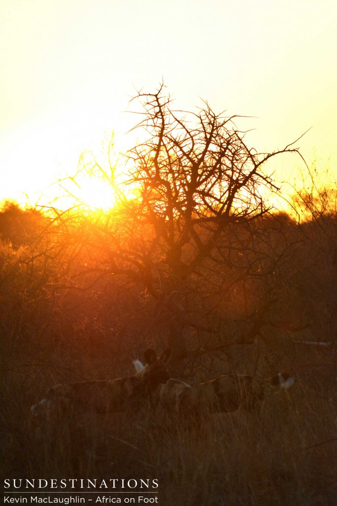 Wild dogs hunting in the sunrise
