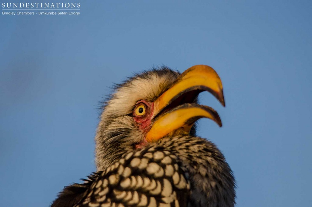 Yellow-billed hornbill