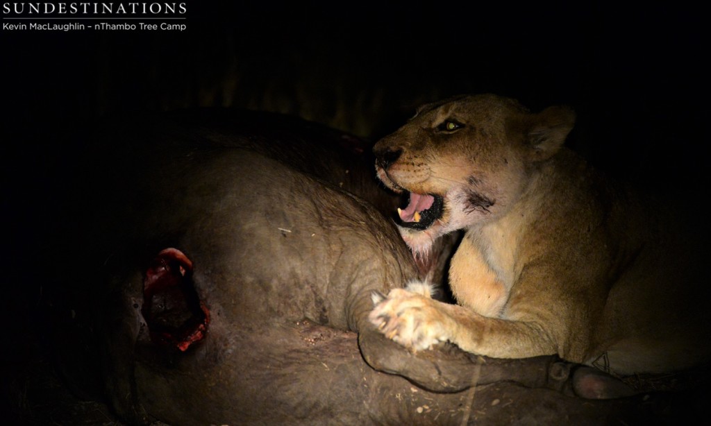 Ross breakaway feeding at night