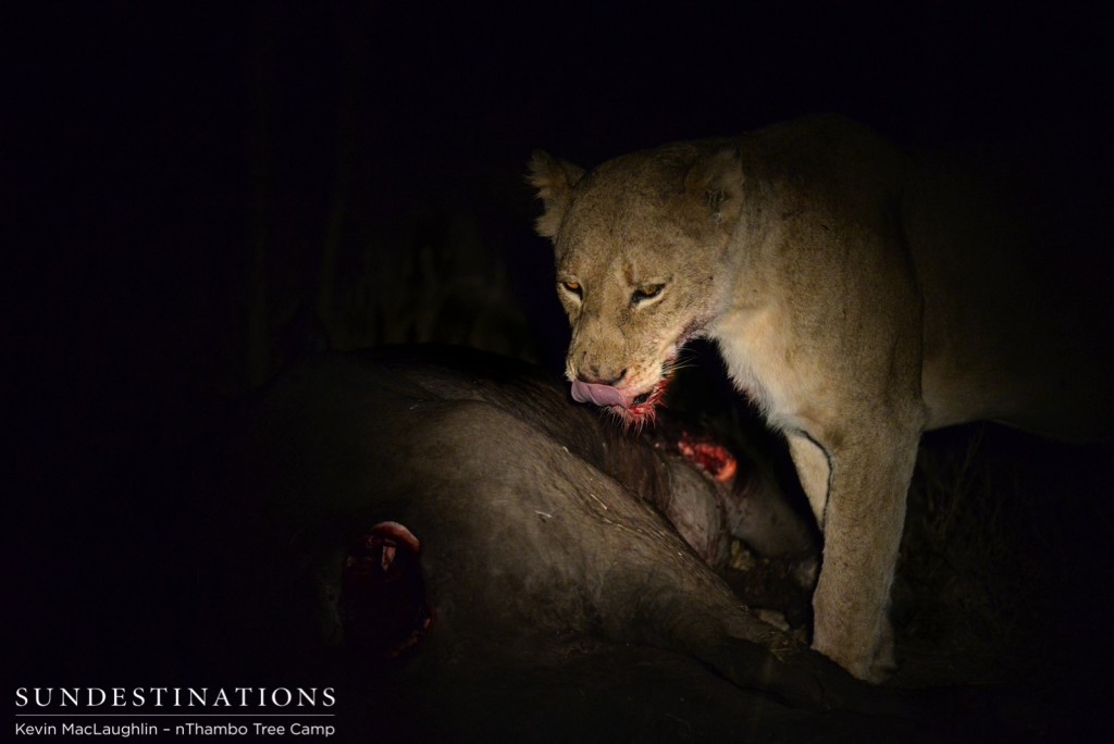 Ross breakaway lioness and buffalo kill at night