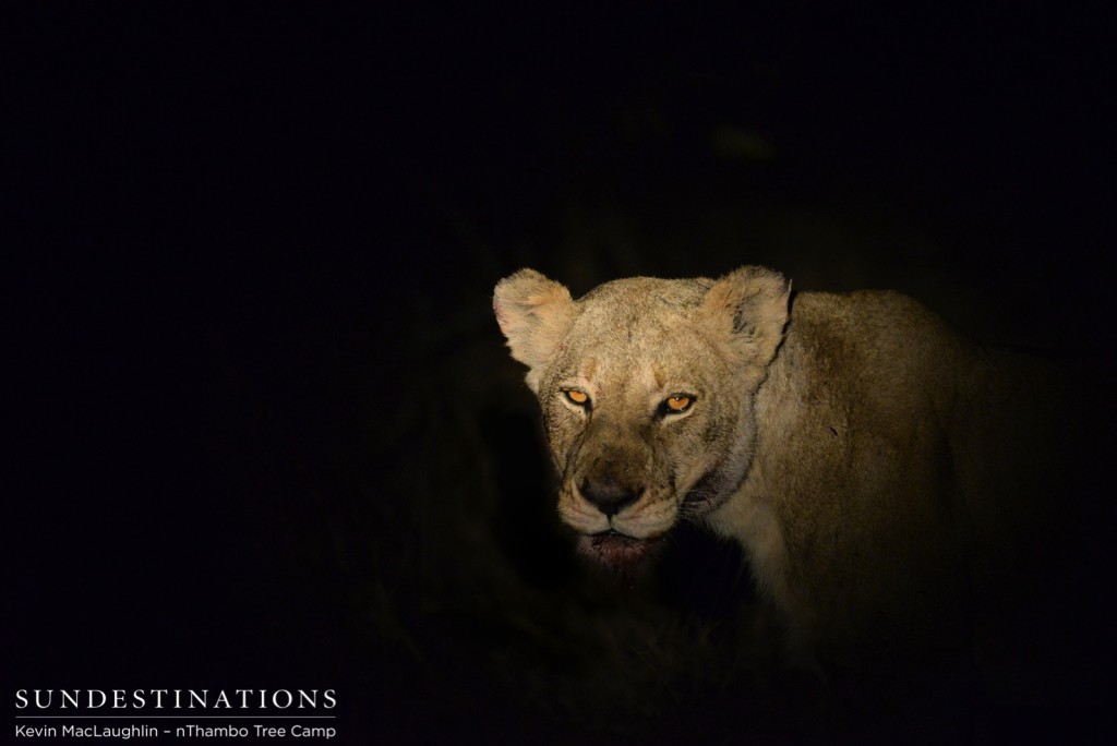 Ross breakaway lioness in the darkness