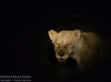 It may not have started out as unusual when we discovered the 2 Ross Pride breakaway lionesses and one of the Trilogy males on a buffalo kill yesterday, but overnight a third lioness joined the mix and we are currently unsure about her identity. This is not all: One of the resident lionesses appears to […]