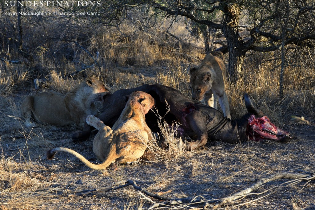 Injured lioness approaches and is submissive